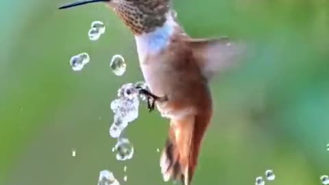 Bird sound