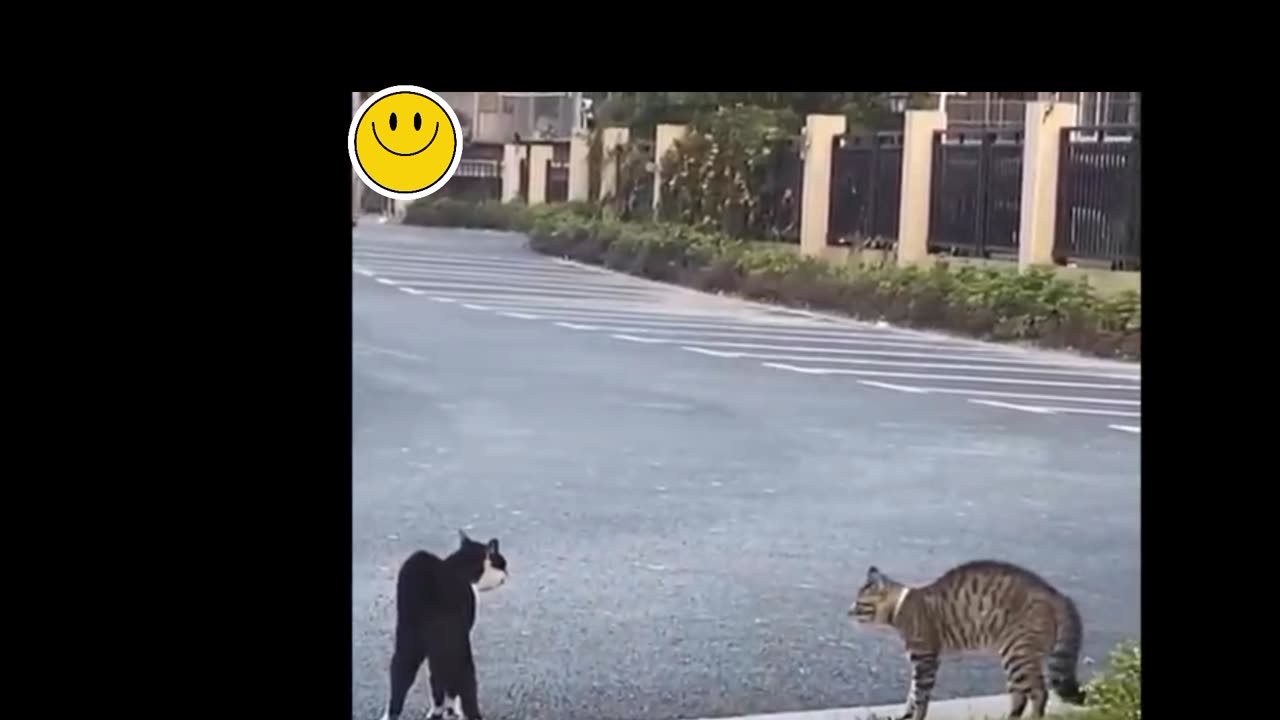 Funny animals video|funny video|most popular video