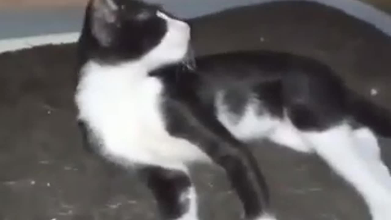 Cute Cat Video For Fun #entertainment #cute #viral