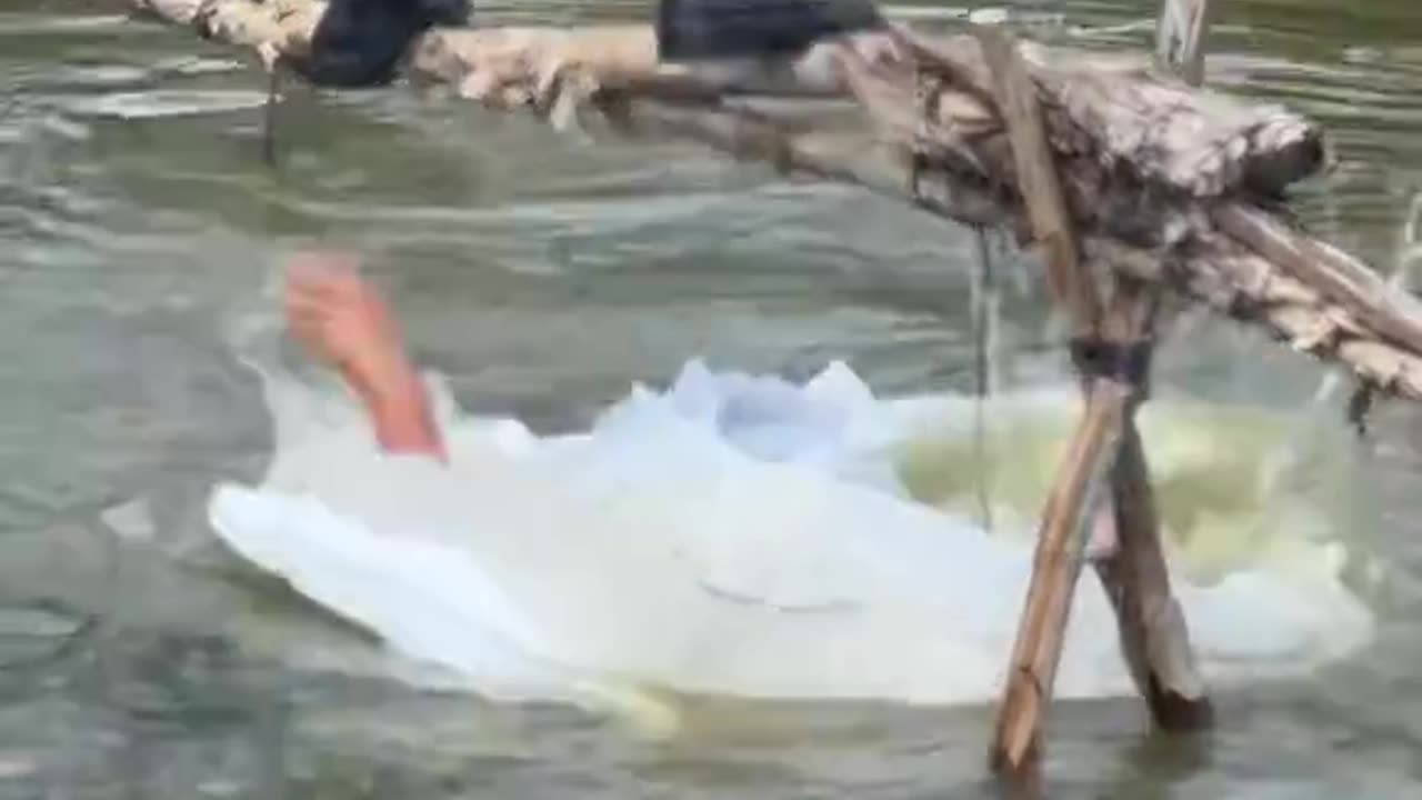 Oversized Bride Crosses Stick Bridge