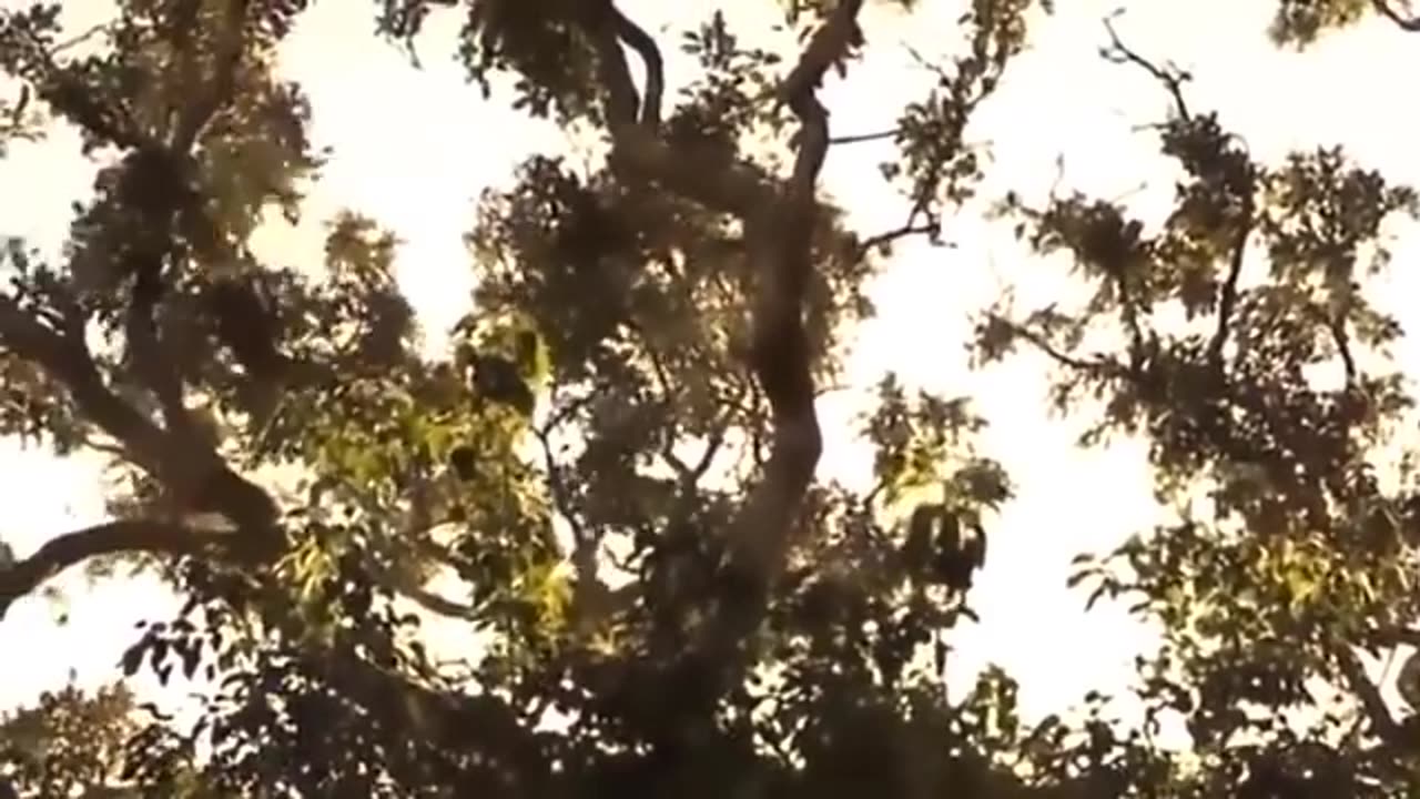 Big Mistake Eagle Provoked Baby Leopard And The Unexpected | Mother Leopard Fail To Save Her Baby