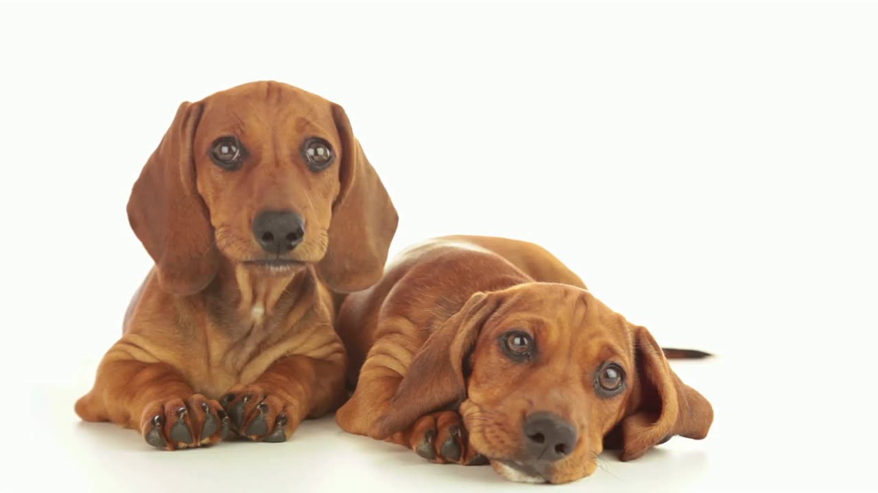 Sausage Dog Puppies: A Cuteness Overload!