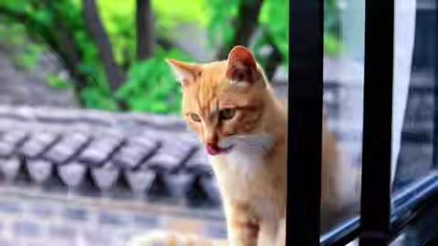 Kitten climbing the wall