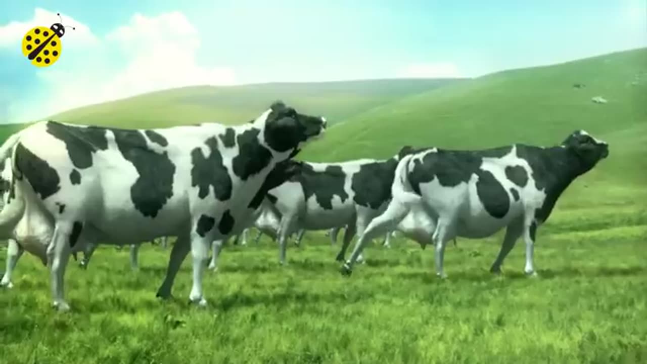 FUNNY COW DANCE 4 │ Cow Song & Cow Videos 2021