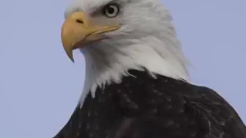 Fastest Animals on Earth ⚡️ #shorts #animals