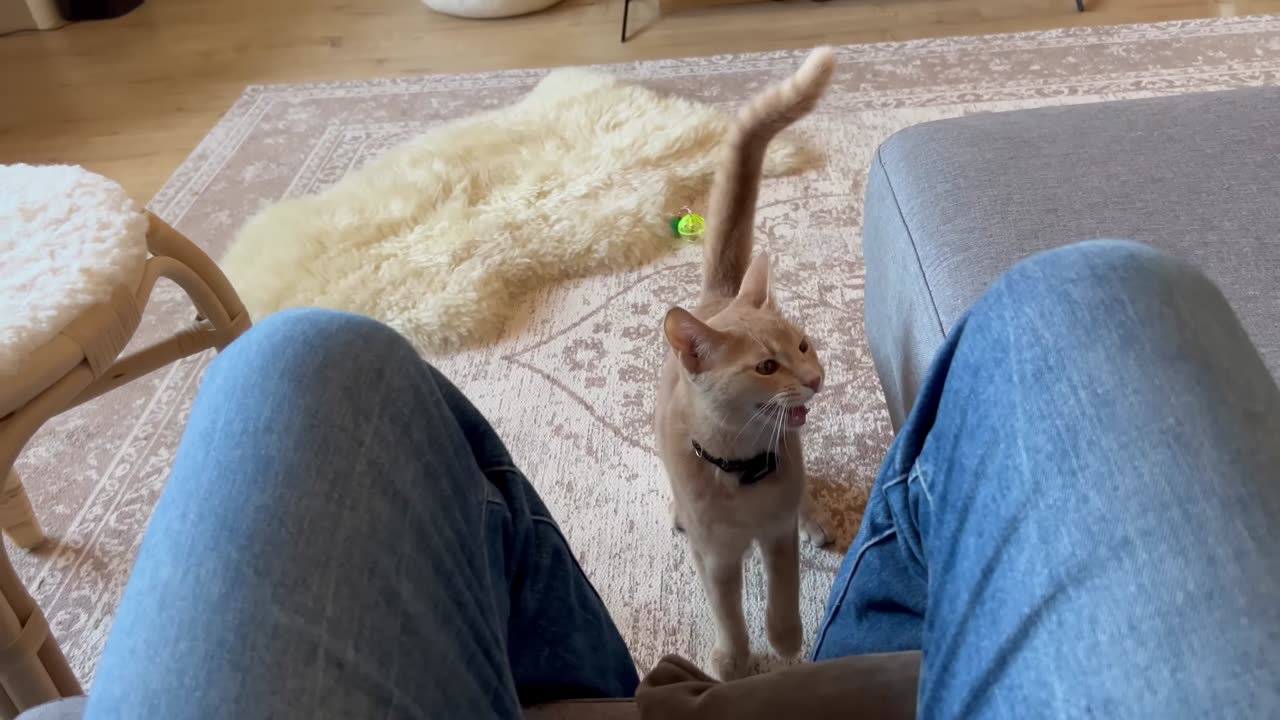 Sweetest cat love to talk his human