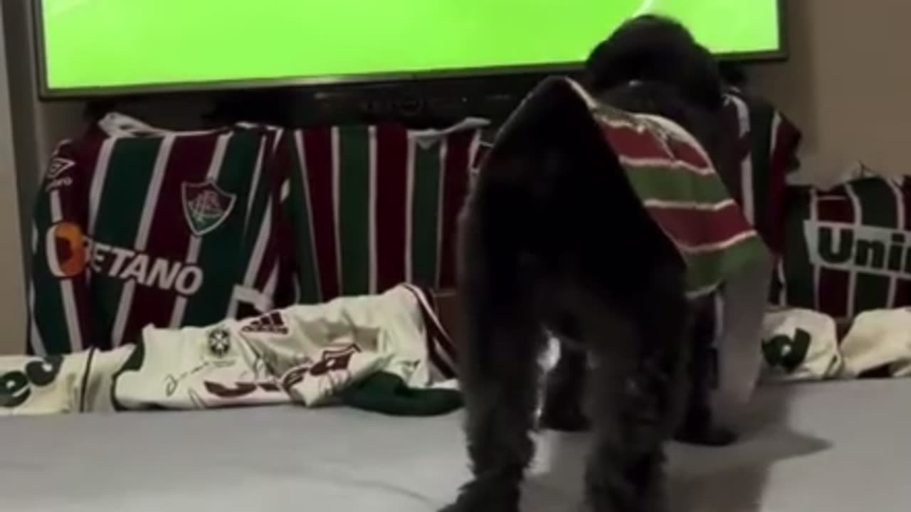 Jersey dog