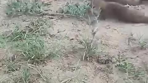 Mangoes and reptiles fight