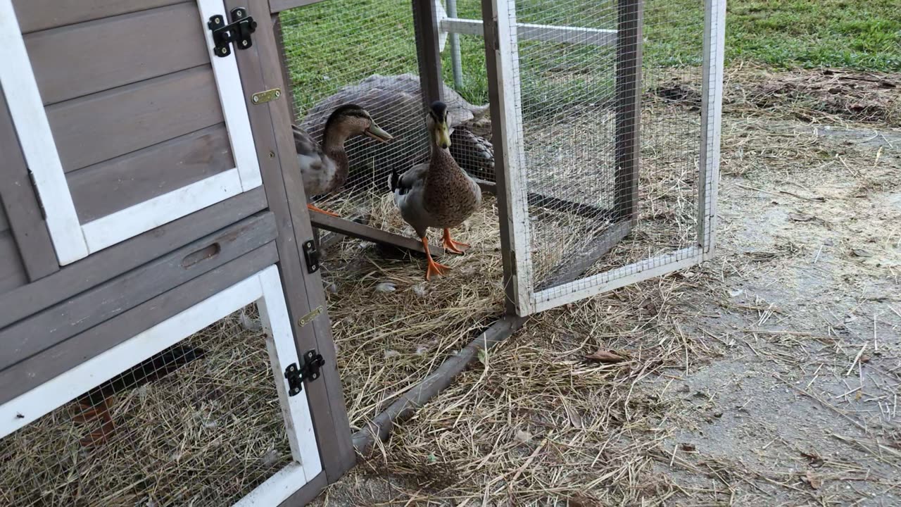 Cutest Ducks