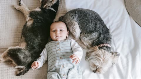 The Unbreakable Bond: A Dog's Love for Their Owner's Newborn Baby