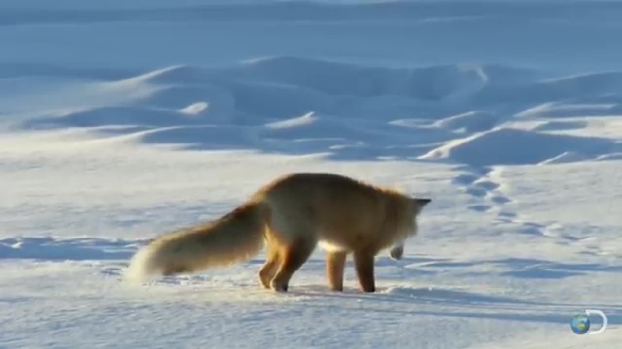 Fox Dives Headfirst Into Snow | North America