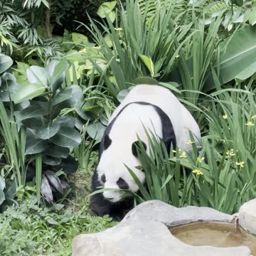 Gorgeous Panda Bear Briefly Considers Making a Break for it and Actually Moving