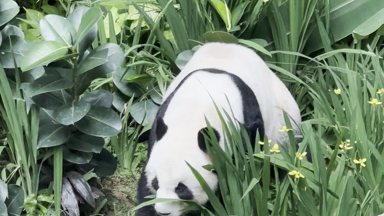 Gorgeous Panda Bear Briefly Considers Making a Break for it and Actually Moving