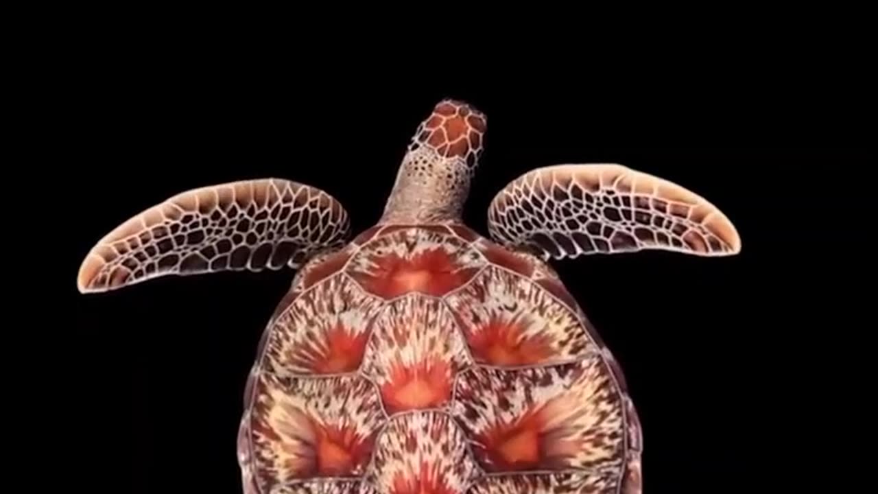 Beautiful Sea Turtle #shorts #shortvideo #video #virals #videoviral