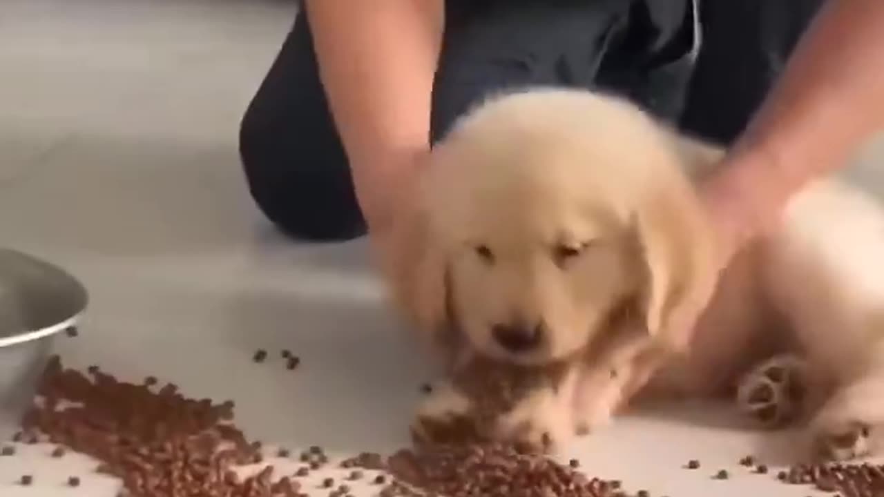 Puppy Forced To Help Clean Up