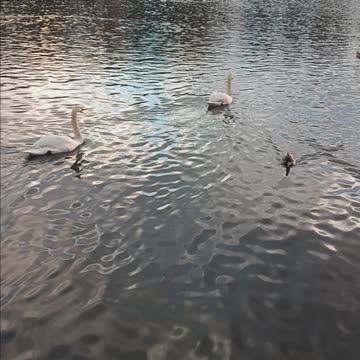 Swans and Ducks.