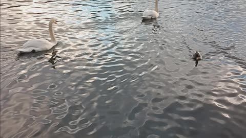 Swans and Ducks.