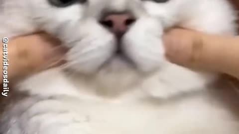 Fluffy Cats 😍🥰 | Adorable Cat Videos 😻💕