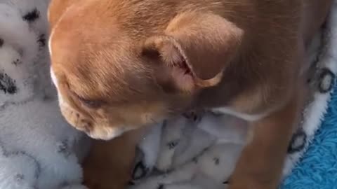 "Cuteness Overload: Small Dog Sleep Session 🐾❤️"