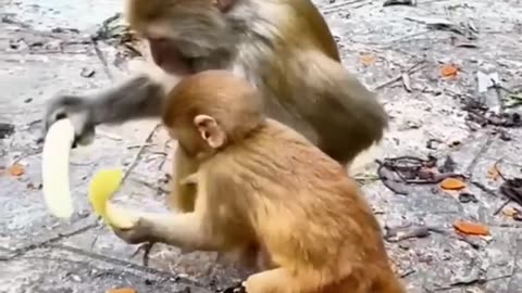 Funny cat and animals videos