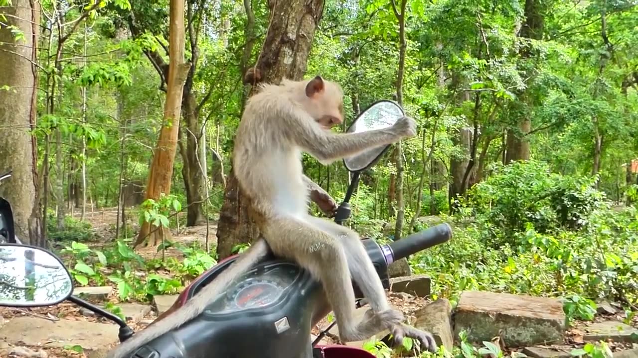 Intelligent- Cute- Monkey