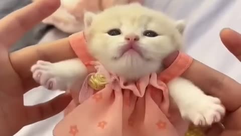 Cute kitten