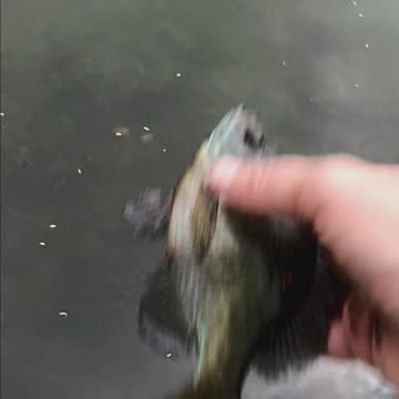 Bluegill kissena