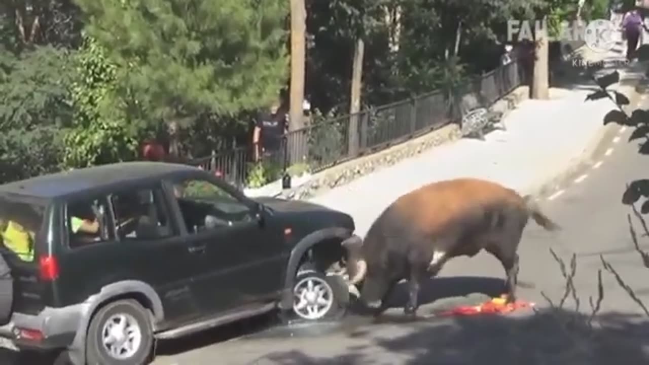 funny animal attack