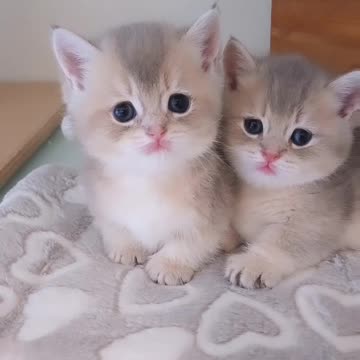 Fanny cat videos | kitty cat video | Cute cat videos | Pet Animal video | Kittycat |