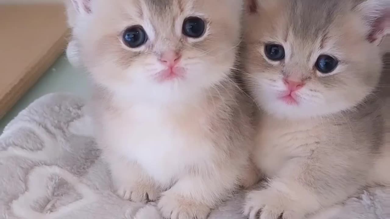 Fanny cat videos | kitty cat video | Cute cat videos | Pet Animal video | Kittycat |