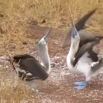 funny animals viral video