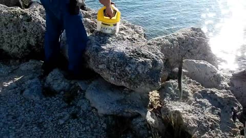 Needlefish On The Jetty