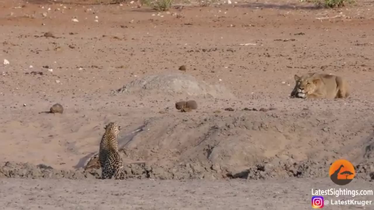 Leopard Walks Right into a Lion