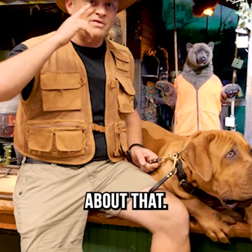 How to Avoid Becoming a Statistic to the South African Boerboel