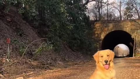 Life with golden retriever be like ❤️