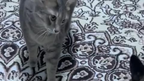 Funny compilations animas