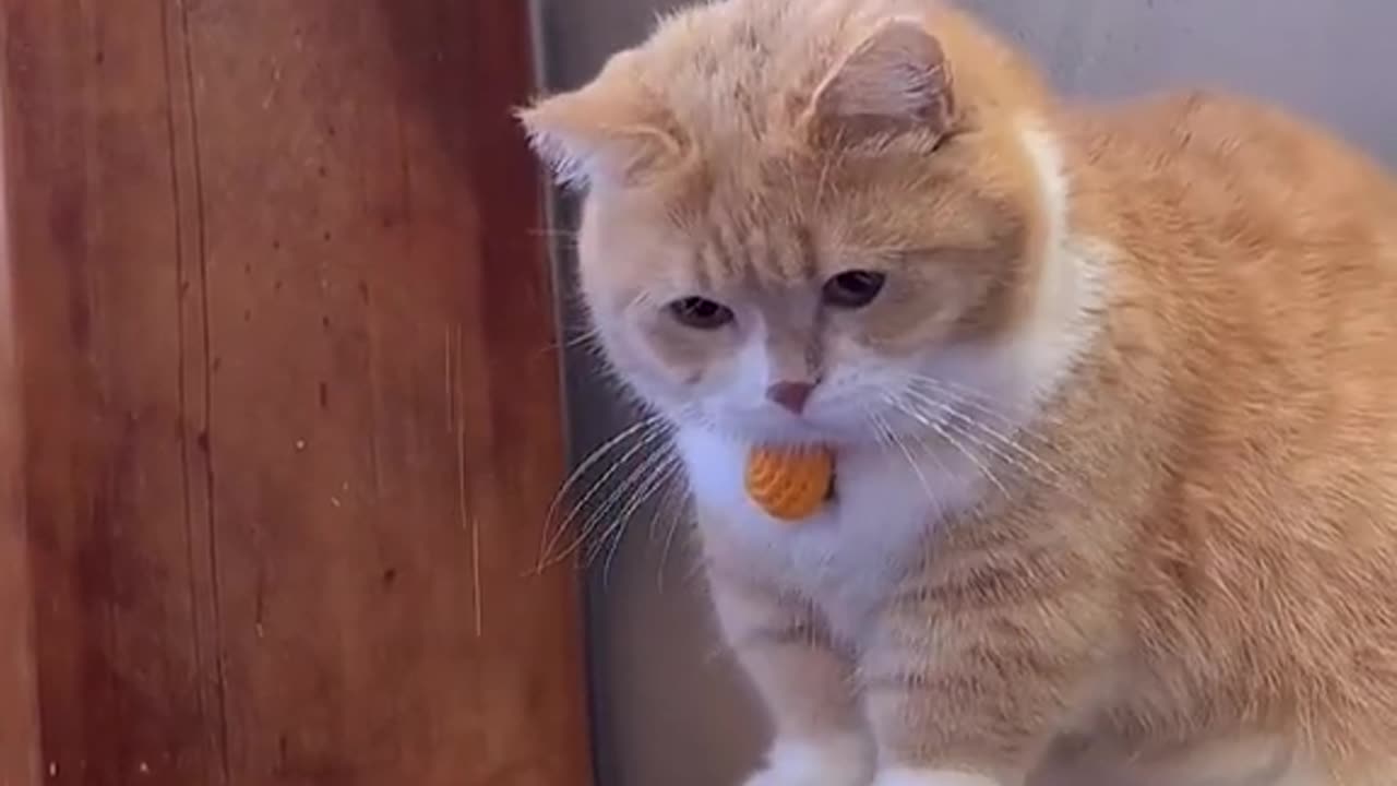 #cat #cats #kitty #pet #foryou #fyp