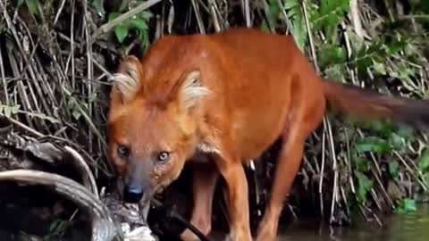 Dhole 🦊 One Of The Wild Dogs You Didn't Know Existed #shorts