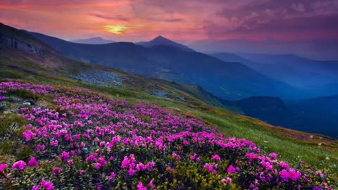 Relaxing Music | Sleeping, Meditation, Stress Relief | [6937] ⭐️