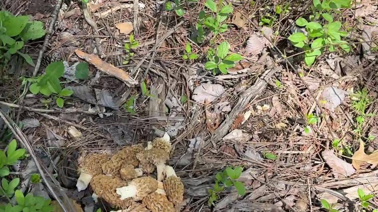 Morel Mushroom MOTHERLOAD