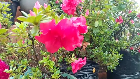 A beautiful pink flower