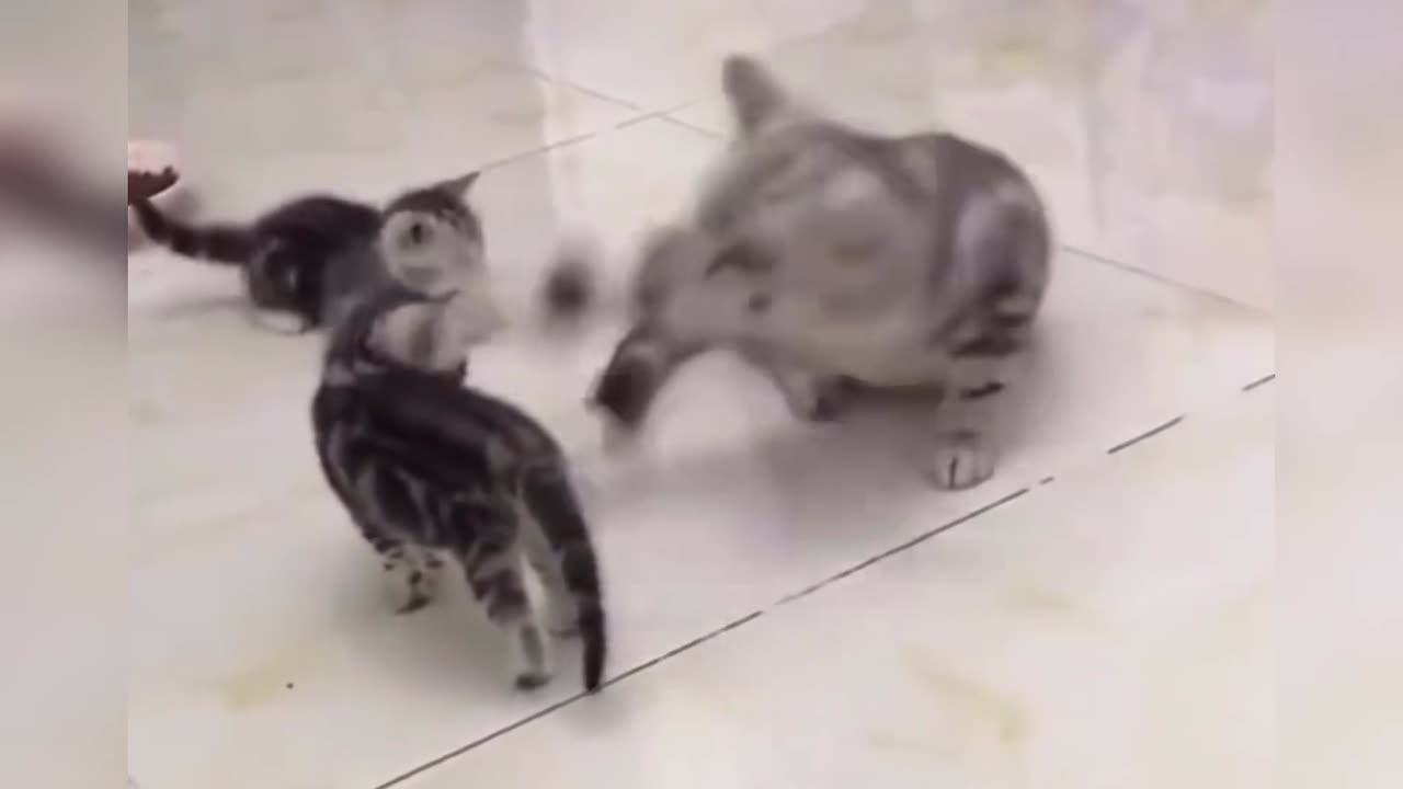 Where Are The Unlucky Animals?