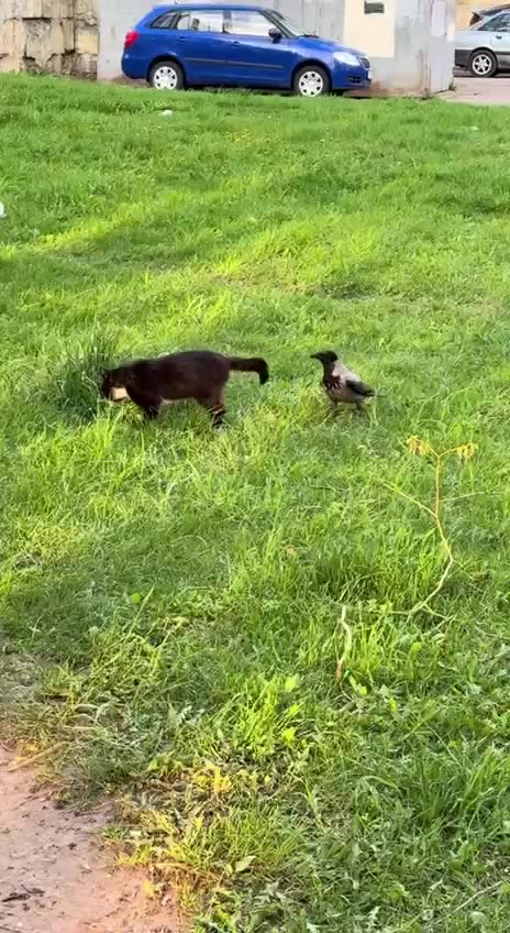 Magpies VS cats the sequel 😂😂