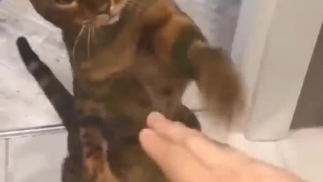 Funny dogs and cats video