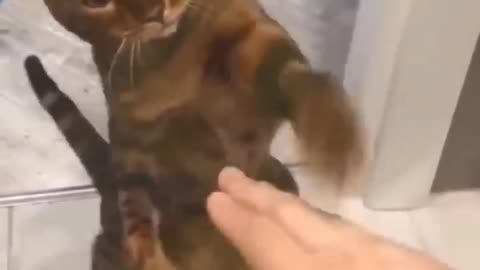 Funny dogs and cats video