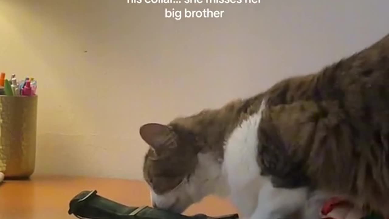 Cat Misses đŸ˜“Brother Golden Retriever That Passed Away
