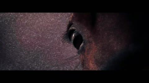 My Heart of Glass Horse Edit