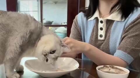 cute animals