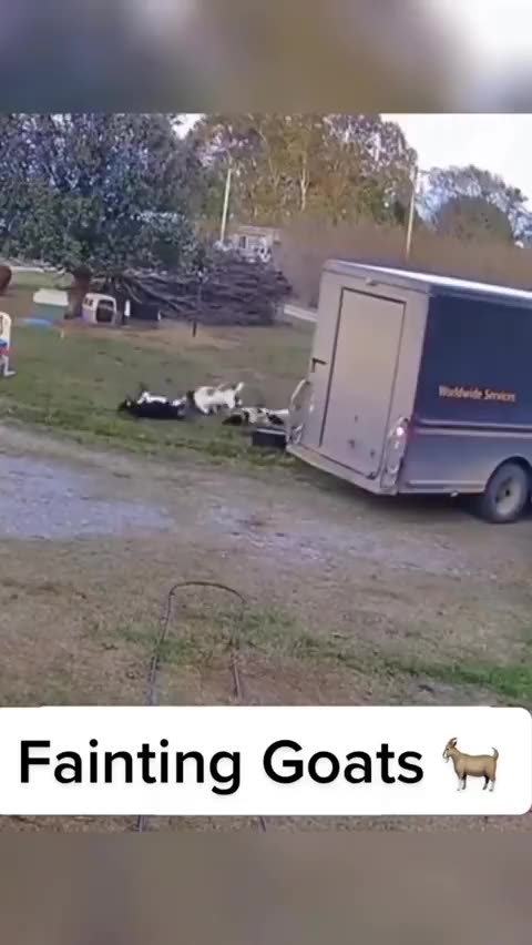 Tennessee fainting goats