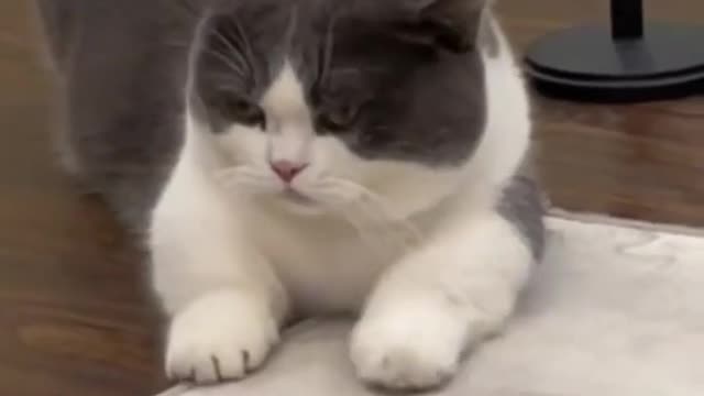 Funny attitude cats😂|| viral clips || cute animals ||